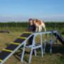 Hondentraining Kruisland