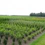 Hoveniersbedrijf Ben's Boom & Tuin