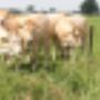Groene Weg De