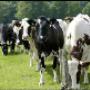 Farma Research Animal Health BV