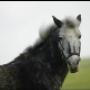 Farma Research Animal Health BV