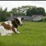 Farma Research Animal Health BV