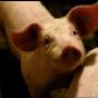 Farma Research Animal Health BV