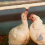 Farma Research Animal Health BV