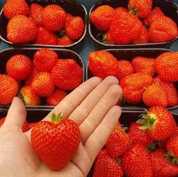 Fruitkwekerij De Molen