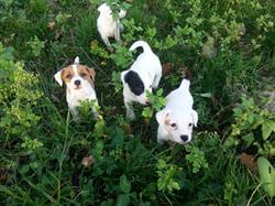 Stichting Kennel van 't Drieske