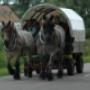 Teunissen Boomrooierij en Houthandel