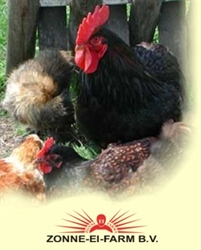 Drentse Ei Farm