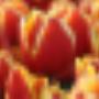 Aker BV Bloembollenexport P