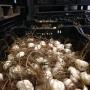 Aker BV Bloembollenexport P