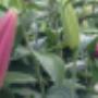 Aker BV Bloembollenexport P