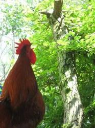 Biologische boerderij Sumiran