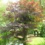 Romantische tuin LipsGroen