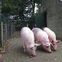 Slagerij Vogels