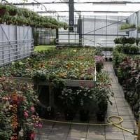 Perkplantenkwekerij Hoefmans