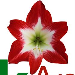 Park Amaryllis V.o.f.