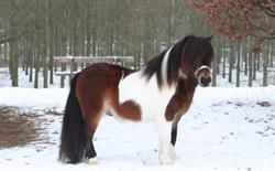 Shetlandponystal VD Axelse Buitenweg