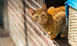 Kat & Ko - Kattenpension Rijnsaterwoude
