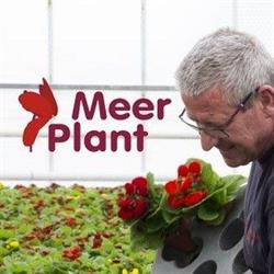Meerplant Bakker Hensens