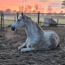 Stal Zwetsloot