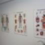 Procorpus Osteopathie