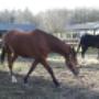 DCpaardencoaching