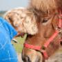 DCpaardencoaching