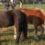 DCpaardencoaching