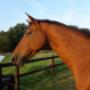 DCpaardencoaching