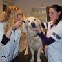 Moens Dierenarts M N J