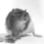 Moens Dierenarts M N J