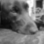 Moens Dierenarts M N J