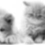 Moens Dierenarts M N J
