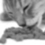 Moens Dierenarts M N J