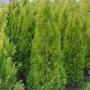 Knuiman Tuincentrum