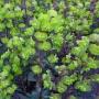 Knuiman Tuincentrum