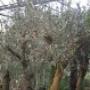 Knuiman Tuincentrum