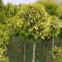 Knuiman Tuincentrum