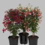 fuchsia op stam 70/75 cm pot 19 cm