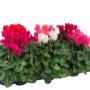 cyclamen mix super serie XL - pot 13