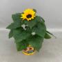 Helianthus - Potzonnebloem - pot 13cm