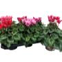 cyclamen mix Fantasia