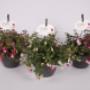 Hangfuchsia's pot 21 cm