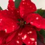 Poinsettia Sky Star