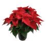 Poinsettia - Kerstster