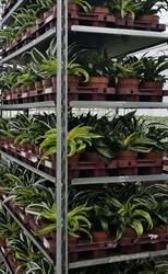 Dracaenakwekerij 'de Plaats' B.v.