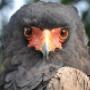 Bateleur
