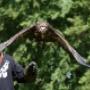 Zelf met roofvogels vliegen