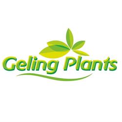 Geling Plants B.v.