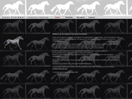 Janna Schimmel, Grafische vormgeving/webdesign